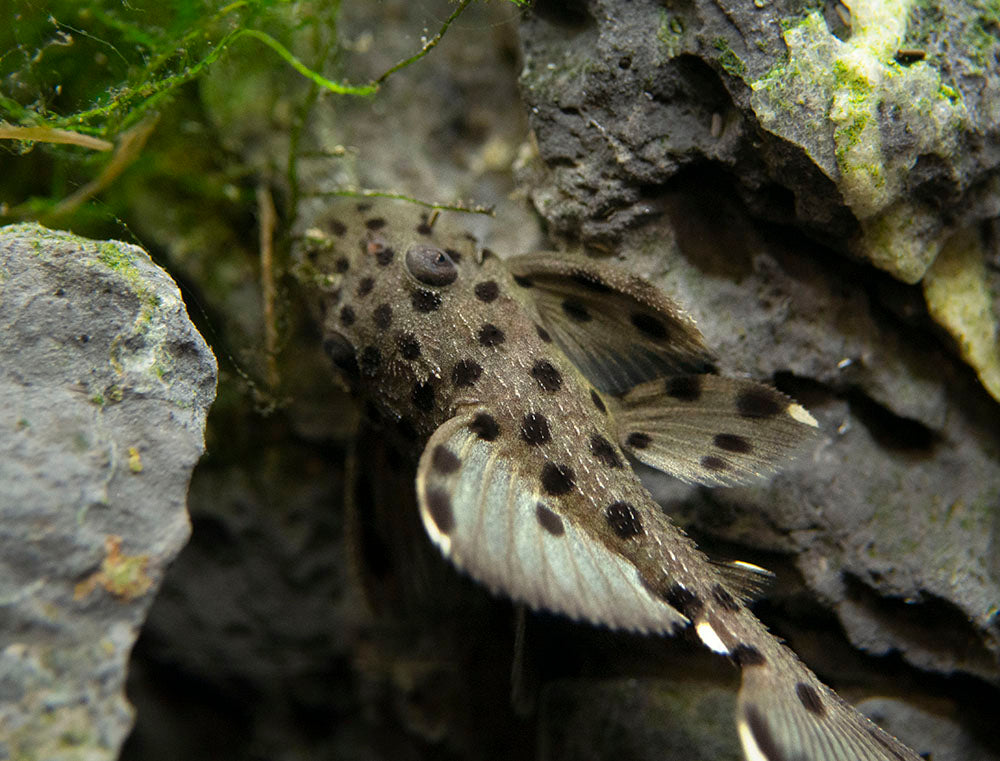 L264 Sultan Pleco (Leporacanthicus joselimai)