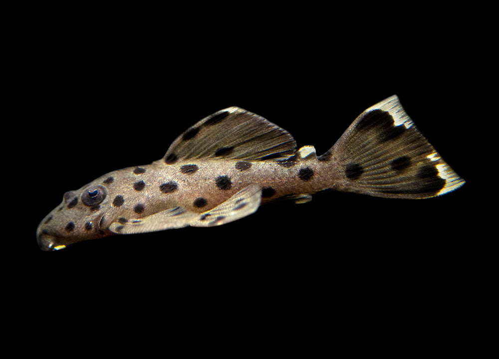 L264 Sultan Pleco (Leporacanthicus joselimai)
