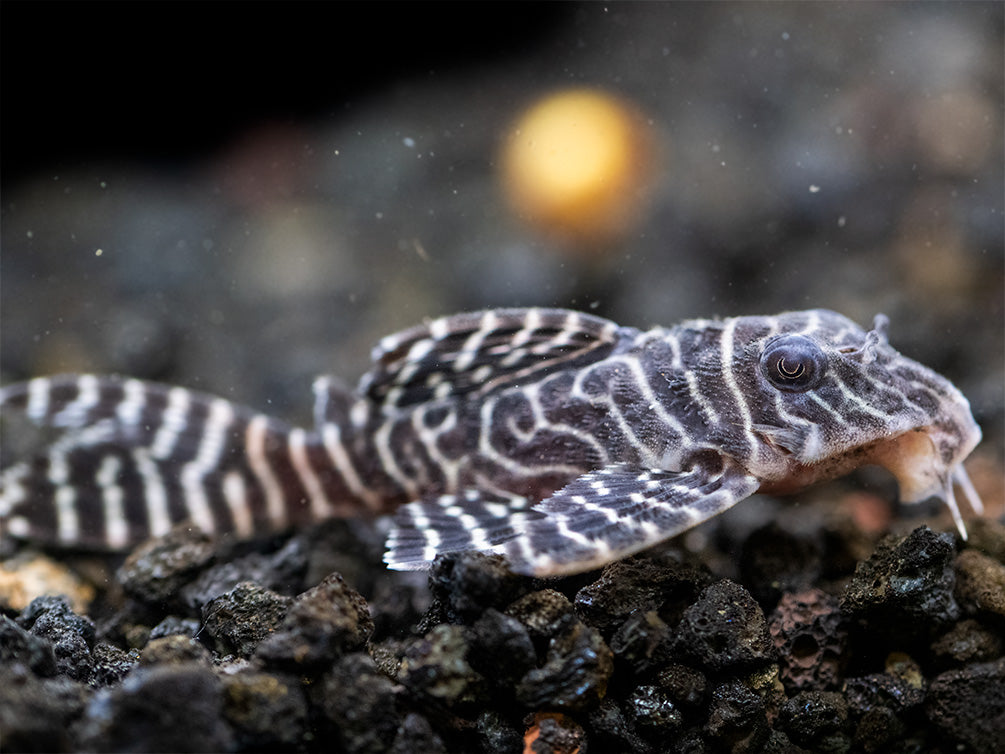 L333 King Tiger Pleco (Hypancistrus sp.), Tank-Bred!