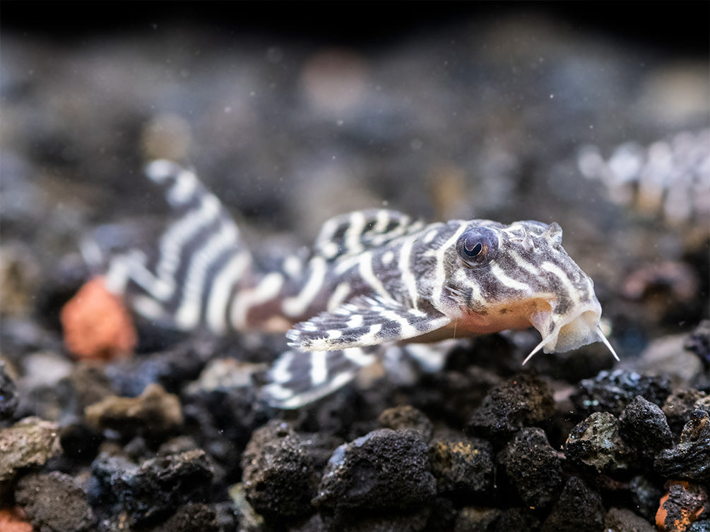 L333 King Tiger Pleco (Hypancistrus sp.), Tank-Bred!