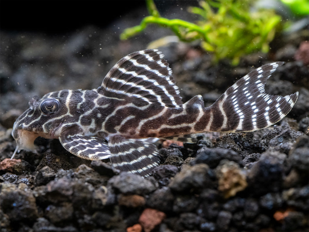 L333 King Tiger Pleco (Hypancistrus sp.), Tank-Bred!