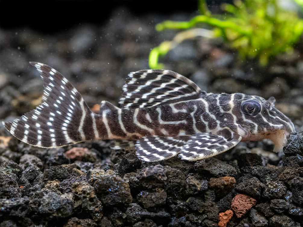 L333 King Tiger Pleco (Hypancistrus sp.), Tank-Bred!