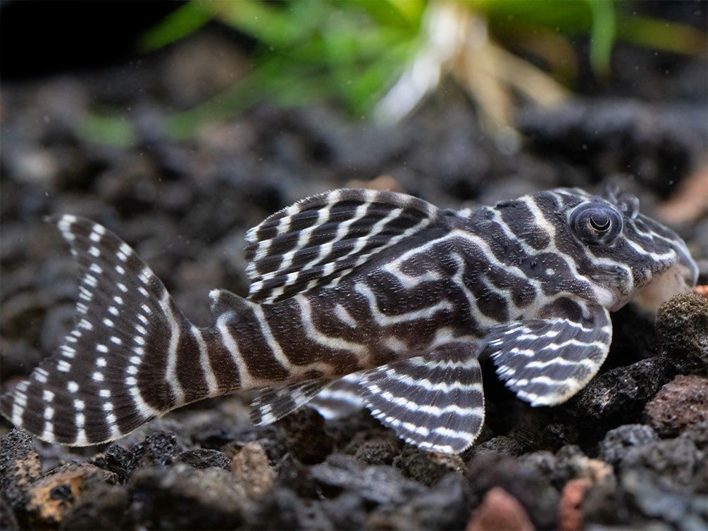 L333 King Tiger Pleco (Hypancistrus sp.), Tank-Bred!
