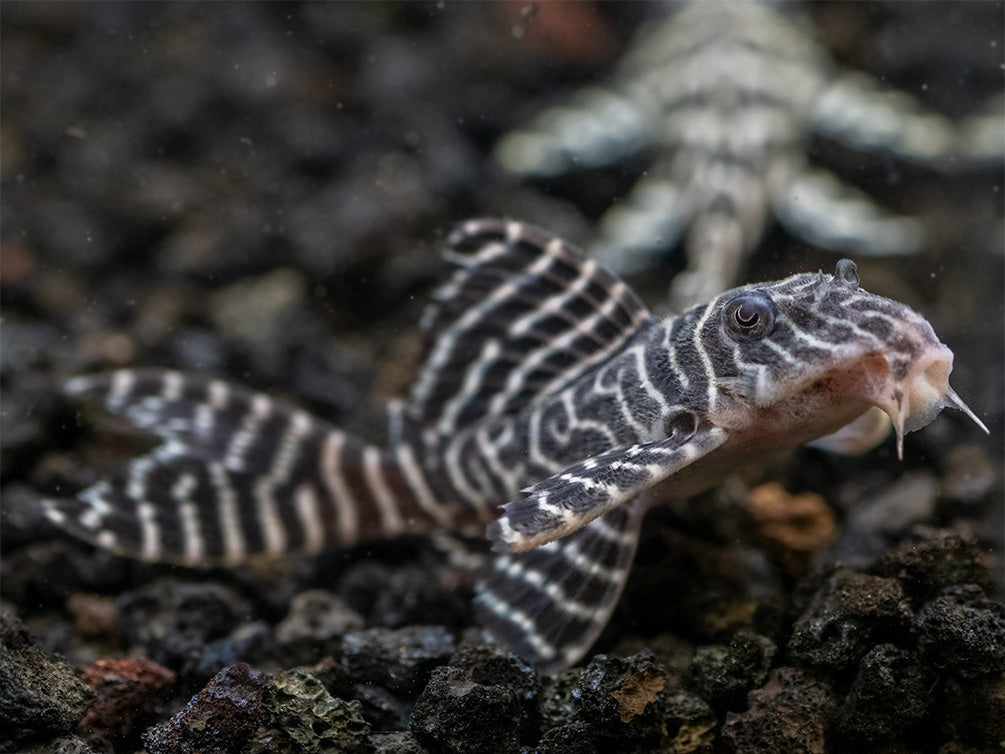 L333 King Tiger Pleco (Hypancistrus sp.), Tank-Bred!