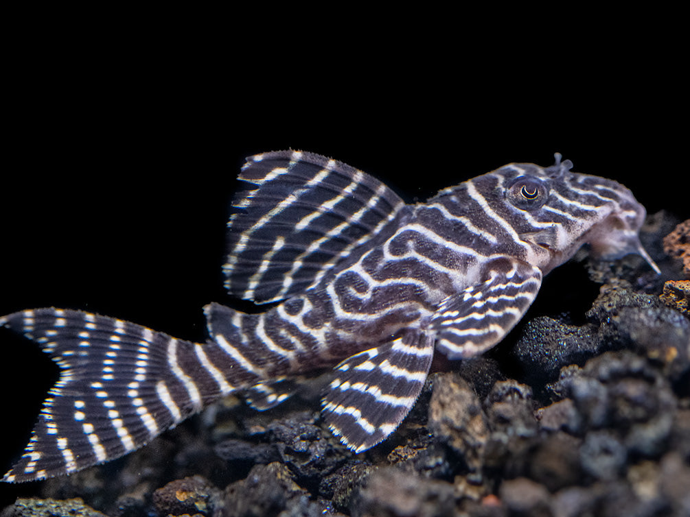 L333 King Tiger Pleco (Hypancistrus sp.), Tank-Bred!