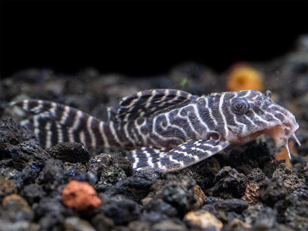 L333 King Tiger Pleco (Hypancistrus sp.), Tank-Bred!
