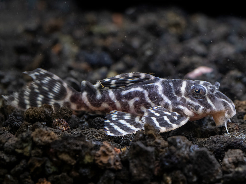 L333 King Tiger Pleco (Hypancistrus sp.), Tank-Bred!