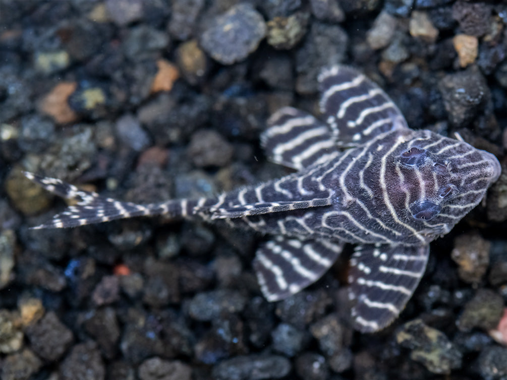 L333 King Tiger Pleco (Hypancistrus sp.), Tank-Bred!