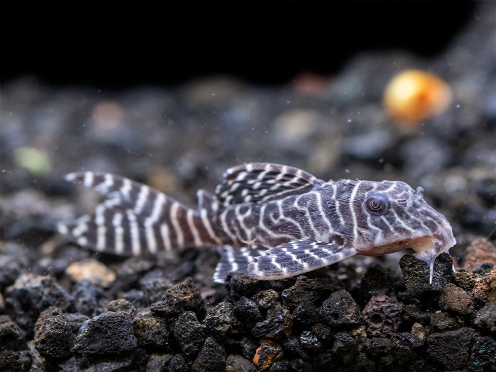 L333 King Tiger Pleco (Hypancistrus sp.), Tank-Bred!