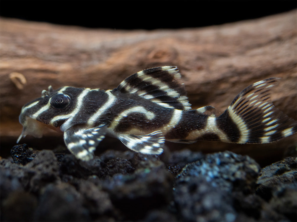 L333 King Tiger Pleco (Hypancistrus sp.), Tank-Bred!