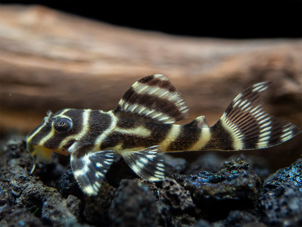 L333 King Tiger Pleco (Hypancistrus sp.), Tank-Bred!