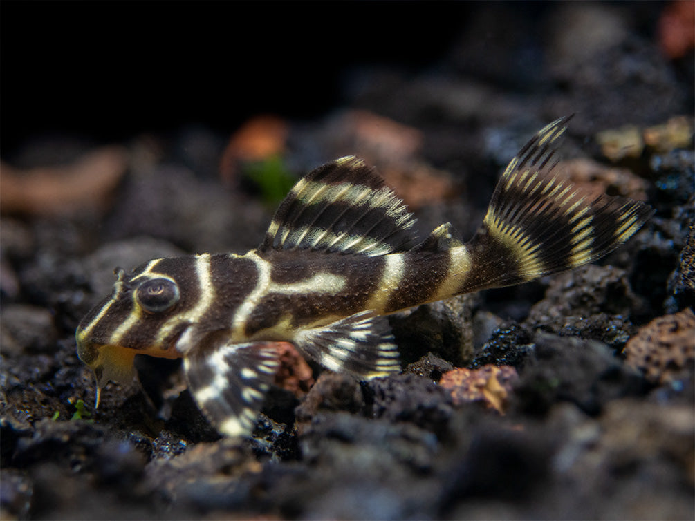 L333 King Tiger Pleco (Hypancistrus sp.), Tank-Bred!