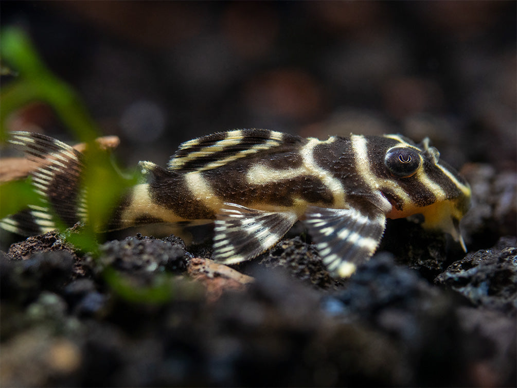 L333 King Tiger Pleco (Hypancistrus sp.), Tank-Bred!