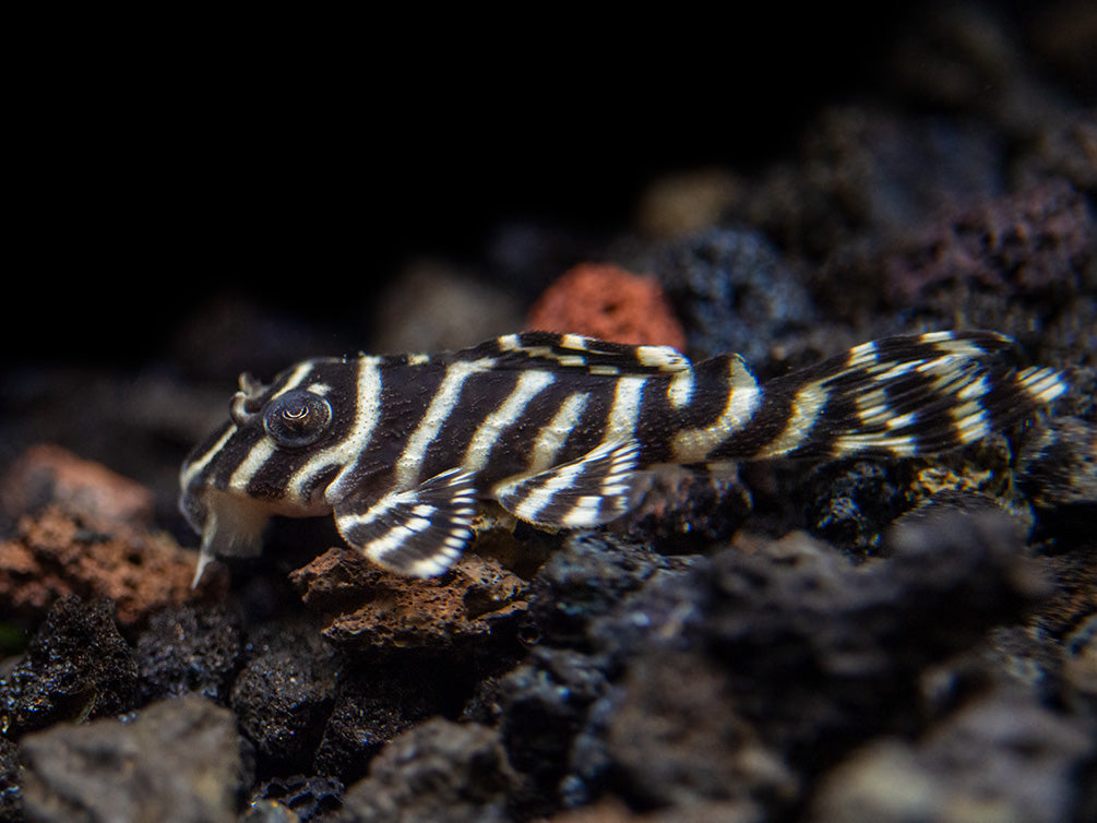 L333 King Tiger Pleco (Hypancistrus sp.), Tank-Bred!