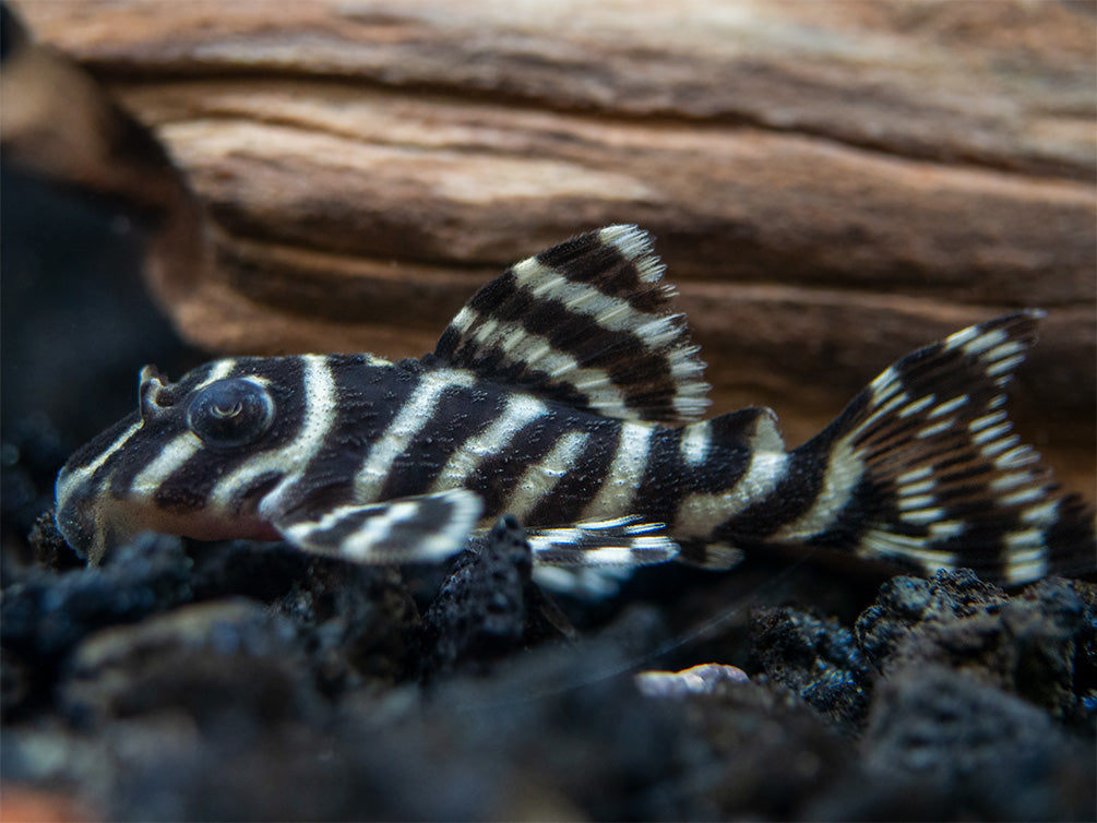 L333 King Tiger Pleco (Hypancistrus sp.), Tank-Bred!