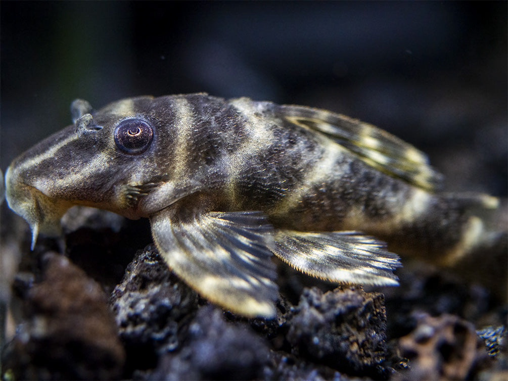 L340 Mega Clown AKA Imperial Tiger Pleco (Hypancistrus sp.)