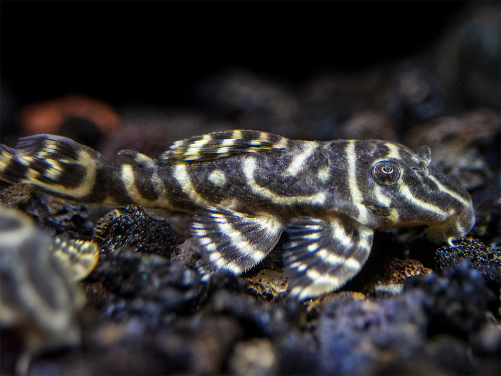 L340 Mega Clown AKA Imperial Tiger Pleco (Hypancistrus sp.)