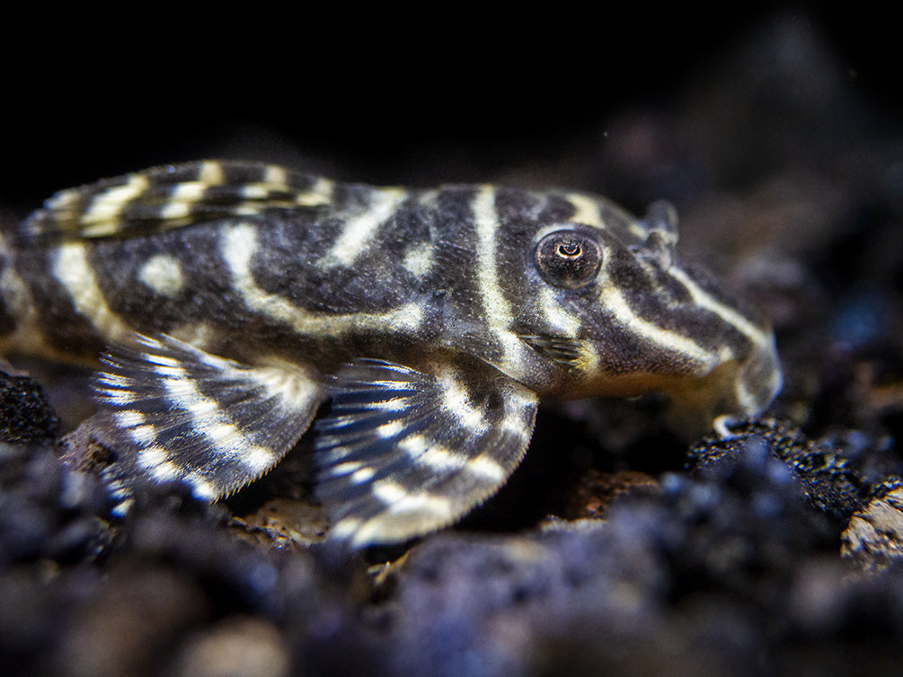 L340 Mega Clown AKA Imperial Tiger Pleco (Hypancistrus sp.)