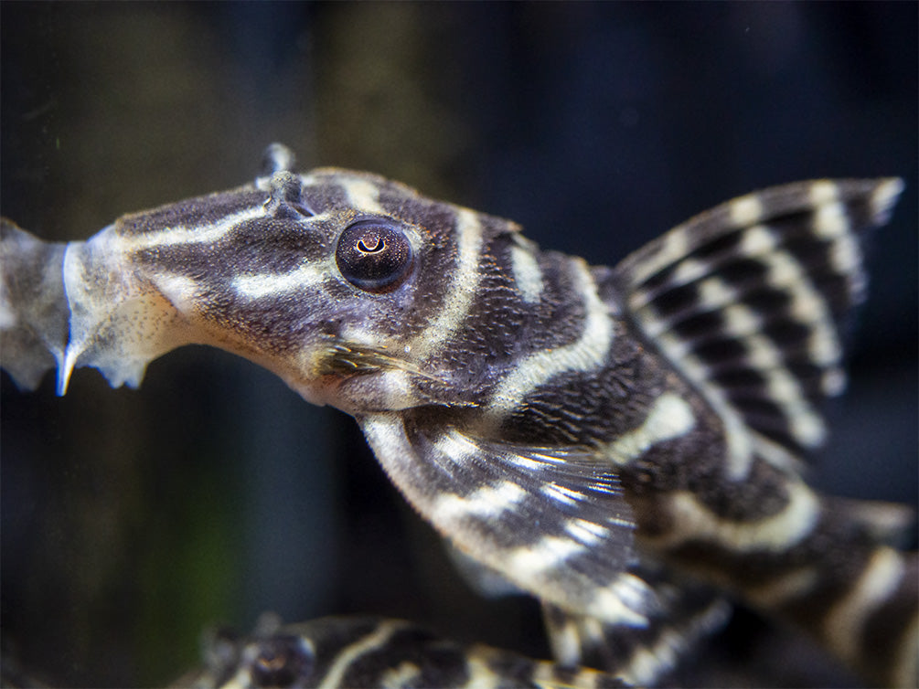 L340 Mega Clown AKA Imperial Tiger Pleco (Hypancistrus sp.)