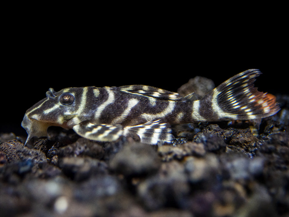 L340 Mega Clown AKA Imperial Tiger Pleco (Hypancistrus sp.)