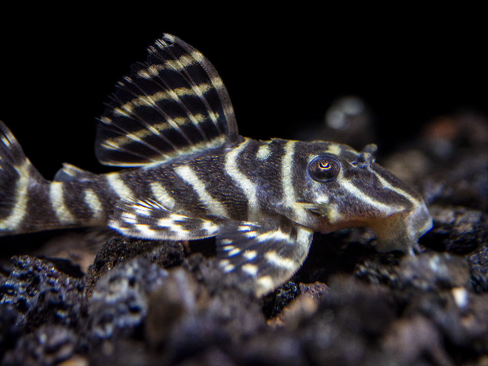 L340 Mega Clown AKA Imperial Tiger Pleco (Hypancistrus sp.)