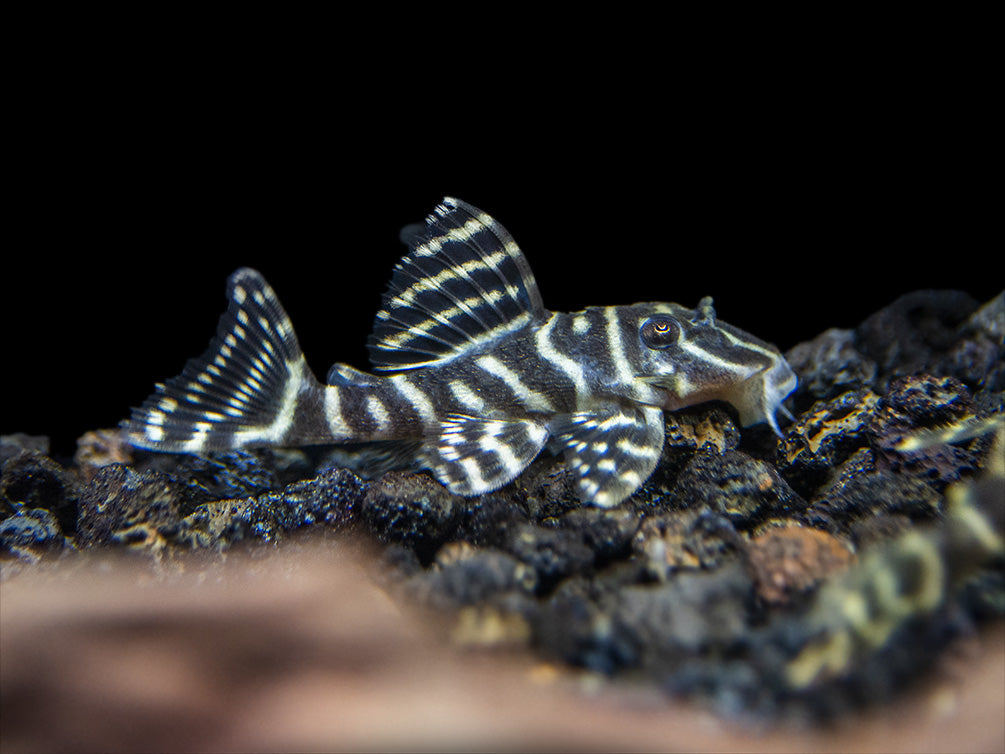 L340 Mega Clown AKA Imperial Tiger Pleco (Hypancistrus sp.)