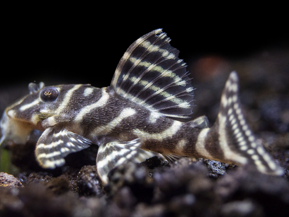 L340 Mega Clown AKA Imperial Tiger Pleco (Hypancistrus sp.)