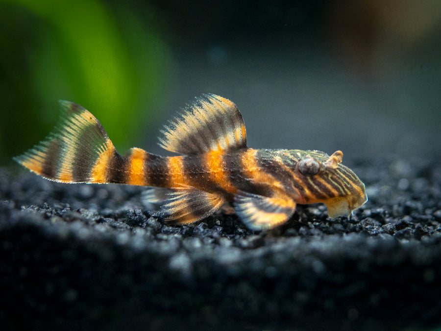 L397 Alenquer Tiger Pleco (Panaqolus sp.), Tank Bred! - Aquatic Arts