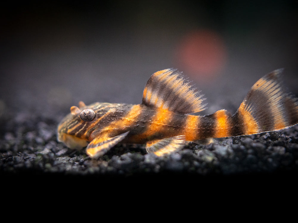 L397 Alenquer Tiger Pleco (Panaqolus sp.), Tank-Bred