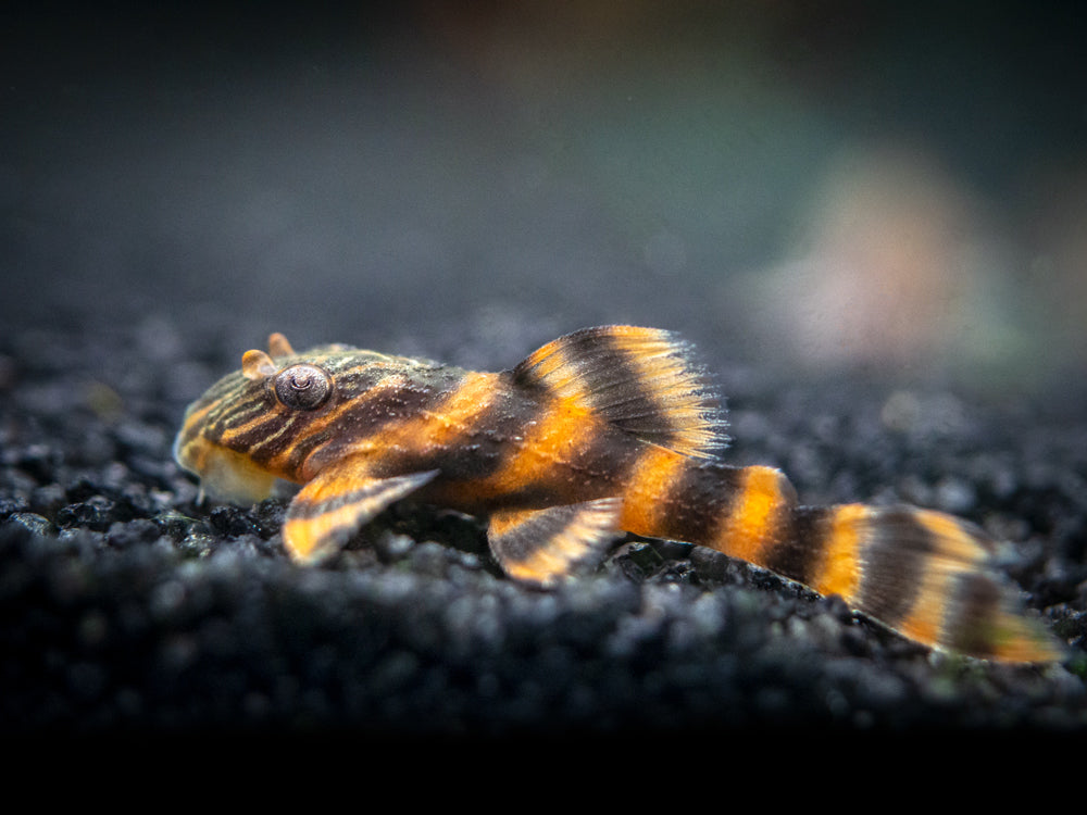 L397 Alenquer Tiger Pleco (Panaqolus sp.), Tank-Bred