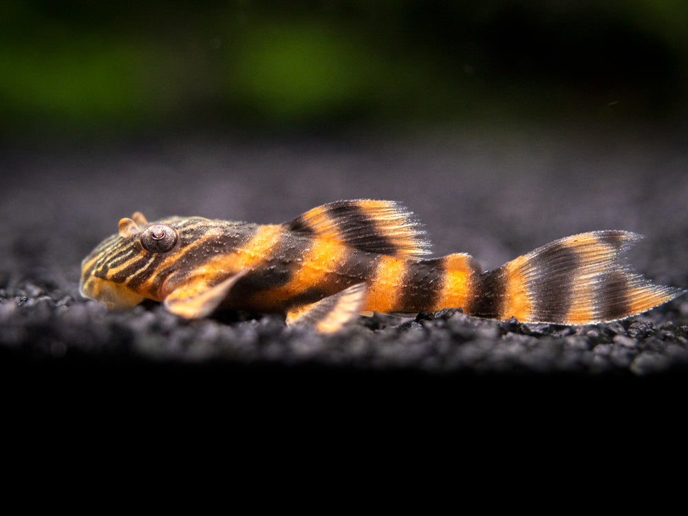 L397 Alenquer Tiger Pleco (Panaqolus sp.), Tank-Bred