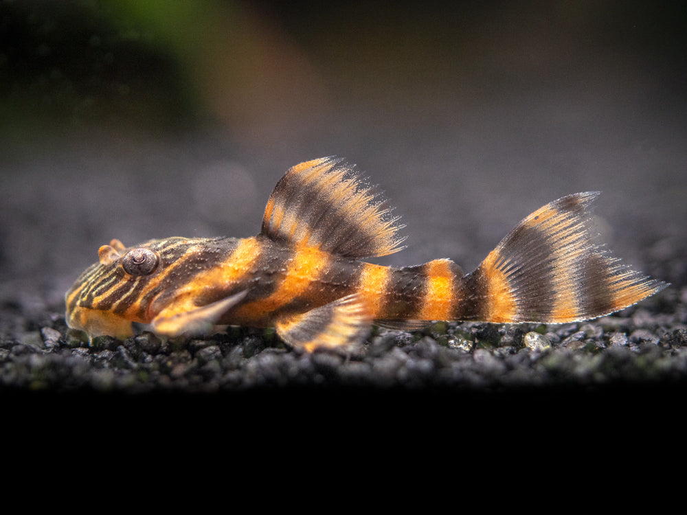 L397 Alenquer Tiger Pleco (Panaqolus sp.), Tank-Bred