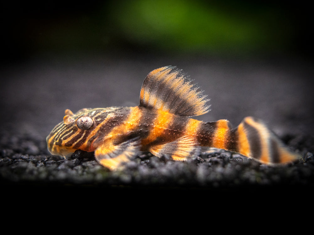 L397 Alenquer Tiger Pleco (Panaqolus sp.), Tank-Bred