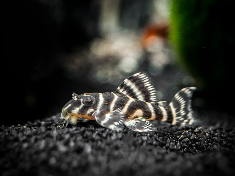 L401 Royal King Alenquer Pleco (Hypancistrus sp.), Tank-Bred!!!
