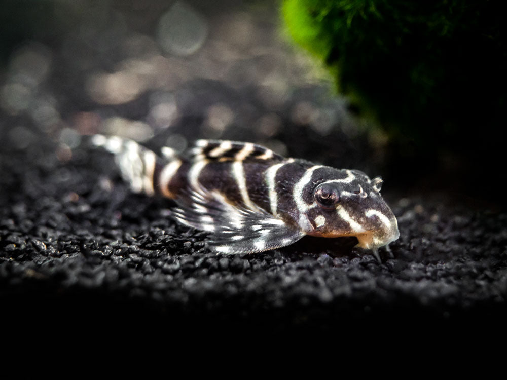 L401 Royal King Alenquer Pleco (Hypancistrus sp.), Tank-Bred!!!
