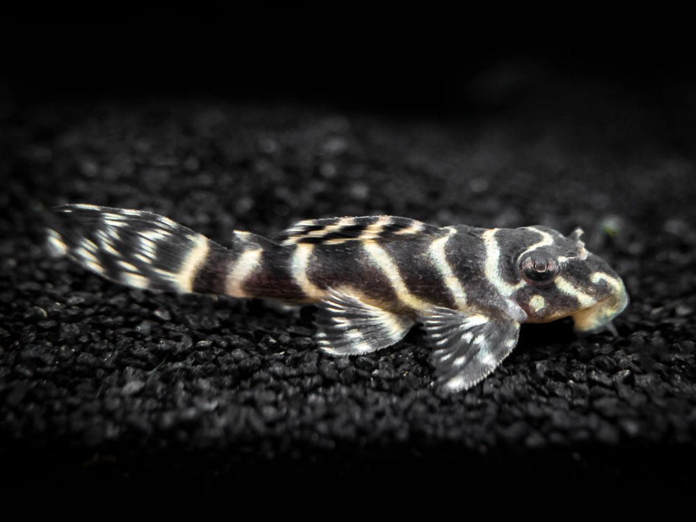 L401 Royal King Alenquer Pleco (Hypancistrus sp.), Tank-Bred!!!