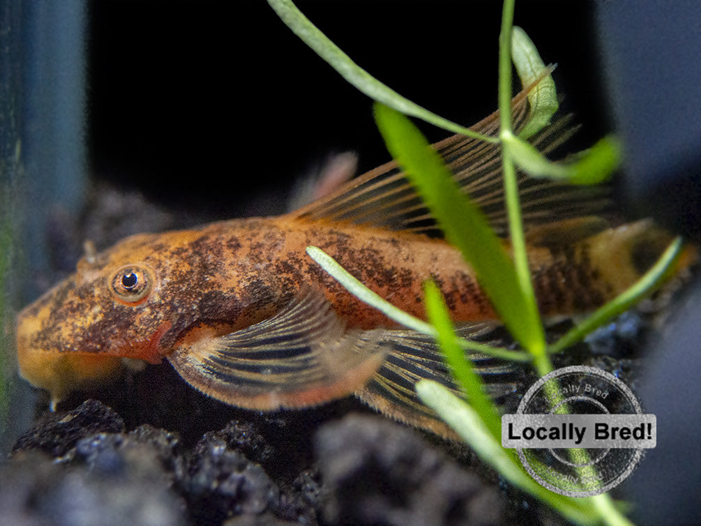 longfin super red calico bristlenose pleco 