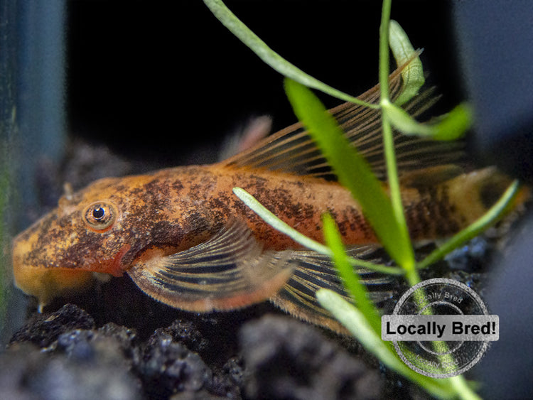 longfin super red calico bristlenose pleco 