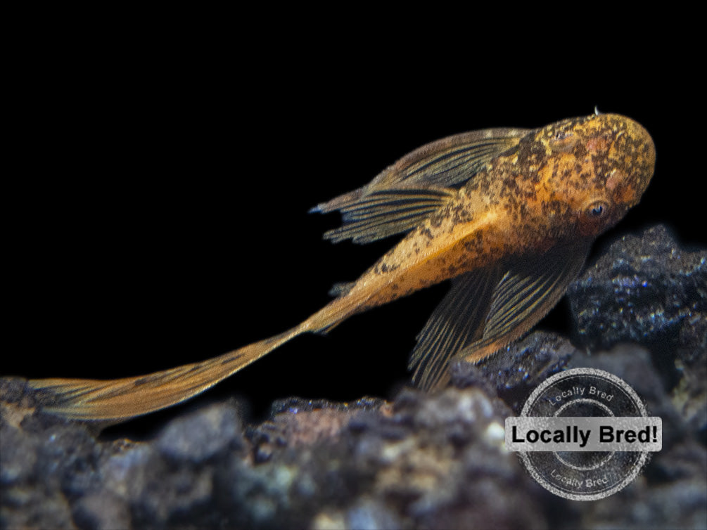 super red calico bristlenose pleco freshwater live fish for sale 