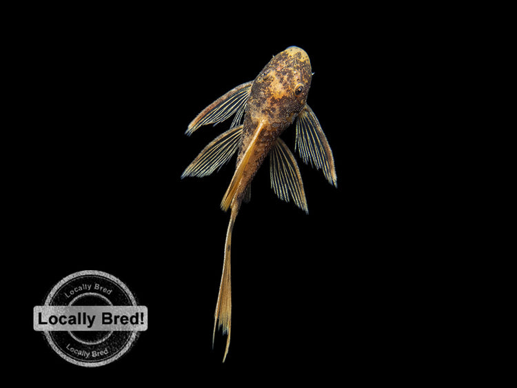 long fin super red calico bristlenose pleco