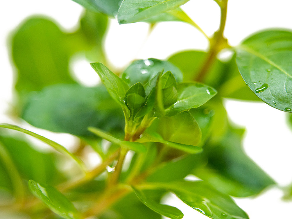 Marsh Seedbox AKA Water Purslane (Ludwigia palustris), Bunch