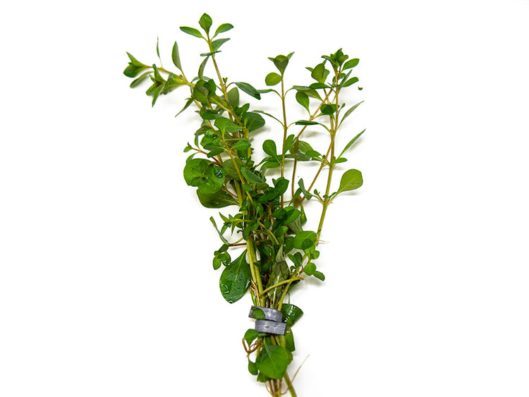 ludwigia stem plants bunched