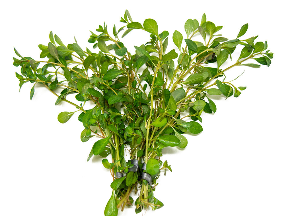 Marsh Seedbox AKA Water Purslane (Ludwigia palustris), Bunch