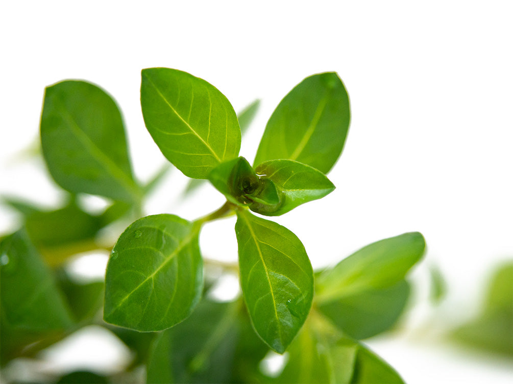 Marsh Seedbox AKA Water Purslane (Ludwigia palustris), Bunch