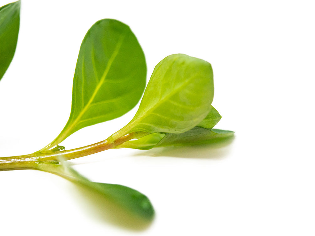 Marsh Seedbox AKA Water Purslane (Ludwigia palustris), Bunch