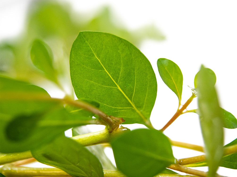 Marsh Seedbox AKA Water Purslane (Ludwigia palustris), Bunch