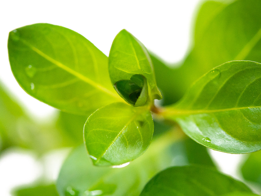 Marsh Seedbox AKA Water Purslane (Ludwigia palustris), Bunch