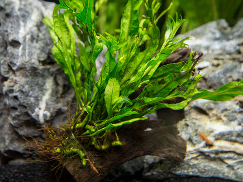 Microsorum PteropusWindelov Java Fern Lace Live Aquarium Plant on  Driftwood for Freshwater Aquatic Fish Tank by greenpro