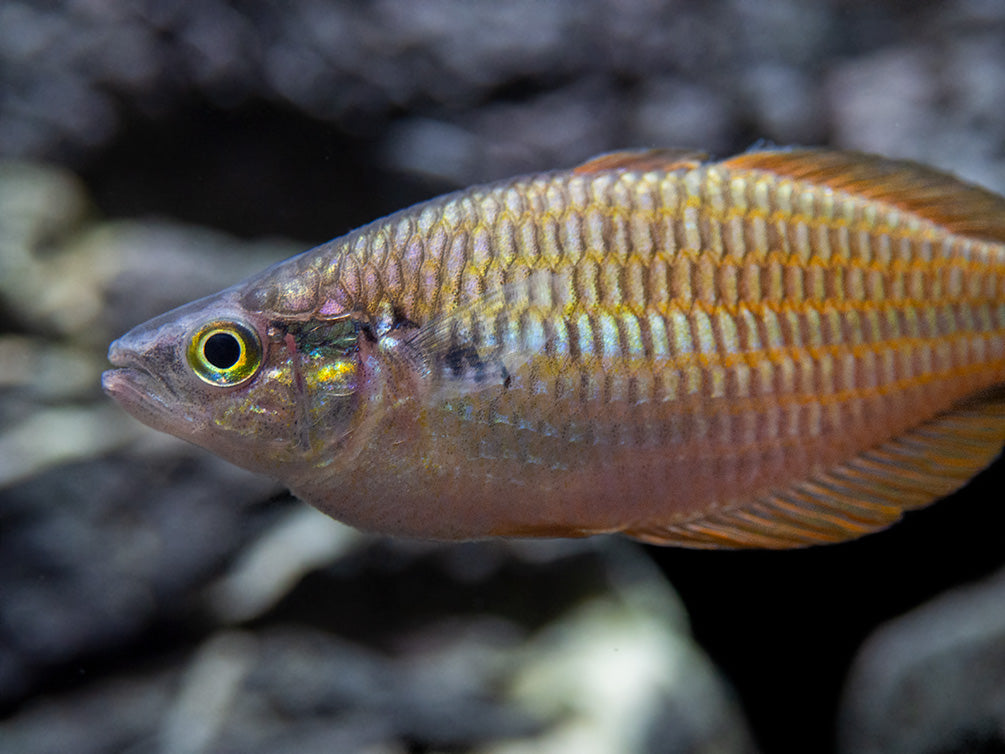 Rainbowfish – Aquatic Arts