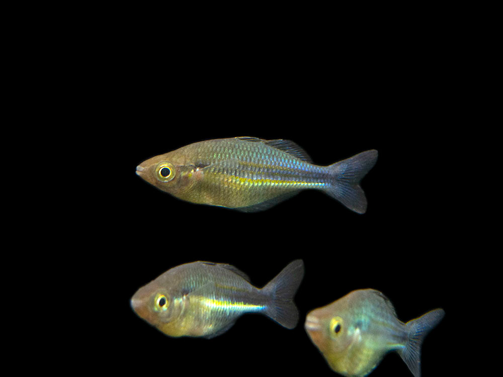 Lake Kutubu Turquoise Rainbowfish (Melanotaenia lacustris), Tank-Bred!